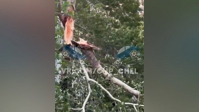 В Челябинске ветка дерева чуть не упала на людей в сквере