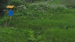 В Челябинской области заметили появление «токсичного» борщевика Сосновского