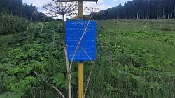 В Челябинской области заметили появление «токсичного» борщевика Сосновского