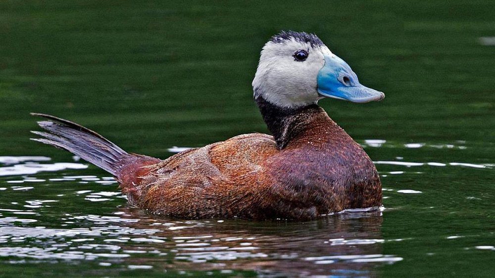 В Челябинской области усилят охрану краснокнижной птицы