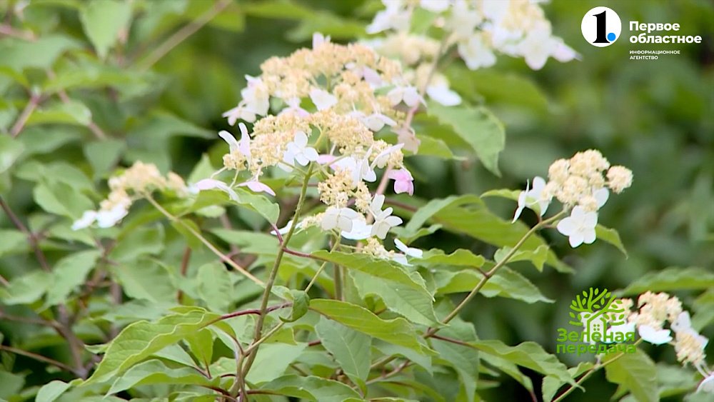 Гортензия Бретшнейдера — самая неприхотливая красавица