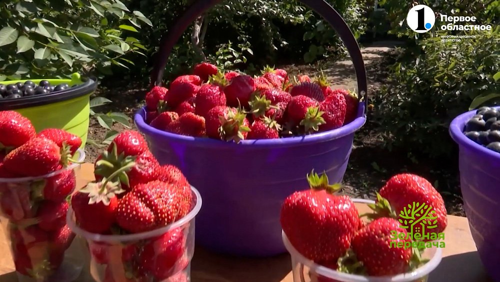 От чего яблоки становятся слаще?