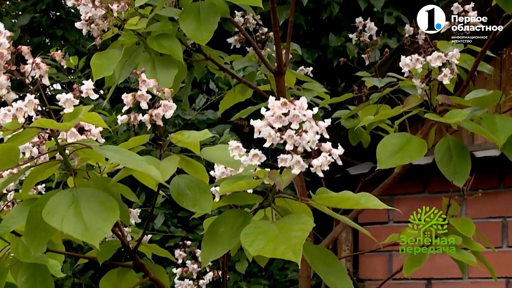 Катальпа — дерево счастья