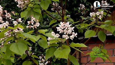 Катальпа — дерево счастья