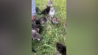 Под Челябинском грибники нашли в лесу 18 котят