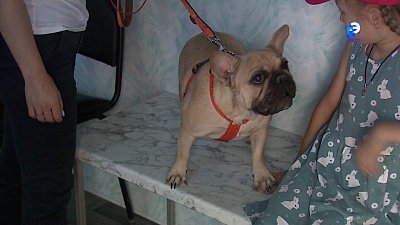 Жара и домашние животные: риски и правила безопасности