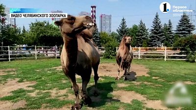 Верблюдам установили новые щетки