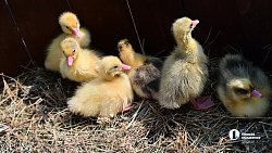 Областной Сабантуй прошел в деревне Аргаяшского района