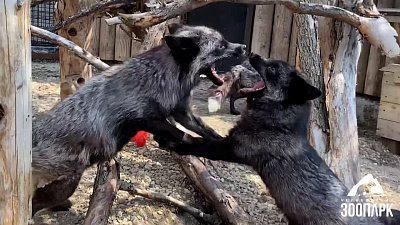 В Челябинском зоопарке лисиц спасают от жары