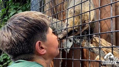 В Челябинском зоопарке замечена нежная носуха