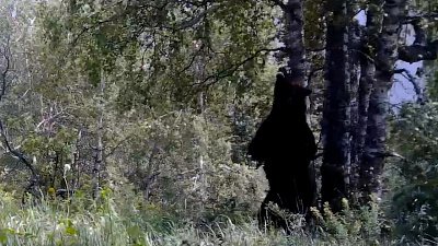 В нацпарке «Зюраткуль» медведь попал в объектив фотоловушки