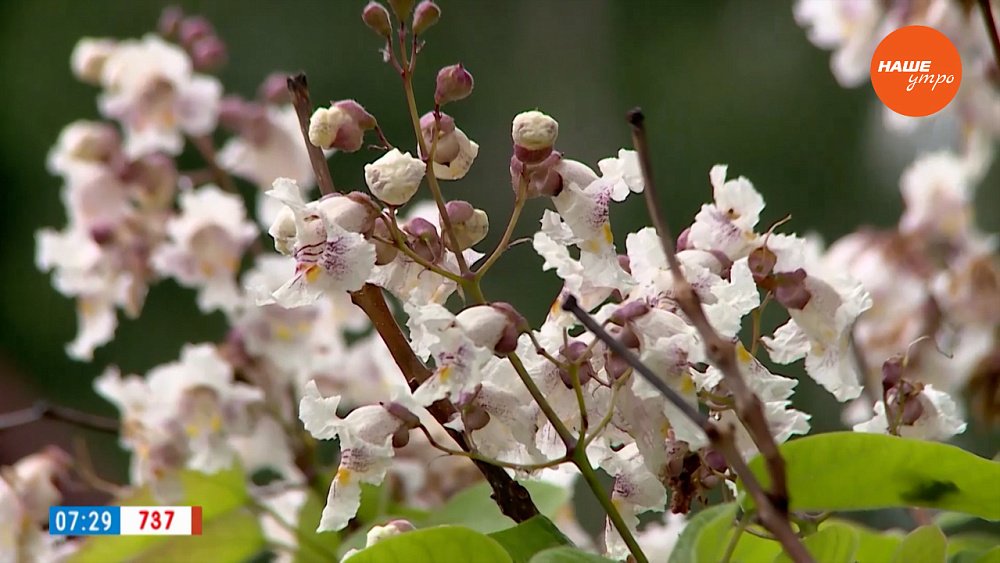 Дерево счастья и... обезьян в рубрике «Руки садовода»