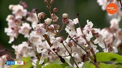 Дерево счастья и... обезьян в рубрике «Руки садовода»