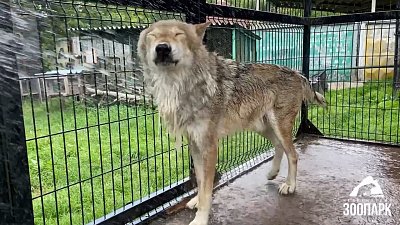 В Челябинском зоопарке животных спасают от жары