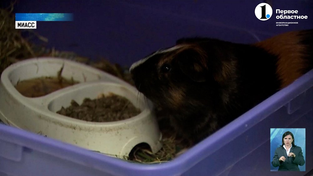 Как спасти питомца от перегрева?