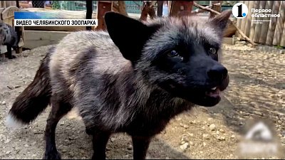 Животным установили теневые навесы