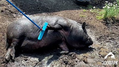В Челябинском зоопарке почесали бока хряку