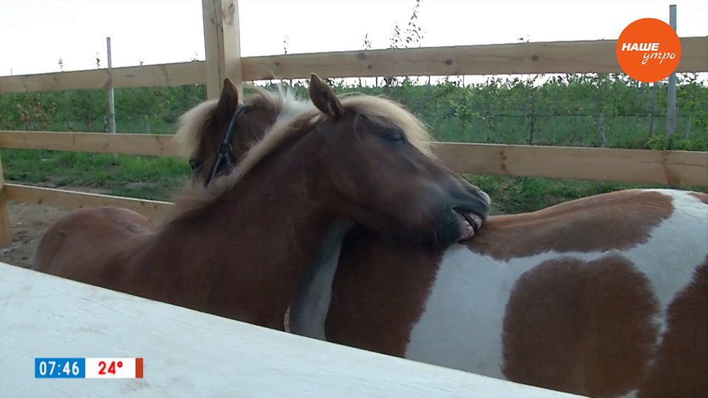 Необычная точка на карте эко-маршрутов Челябинской области в сюжете «Пони-кафе»