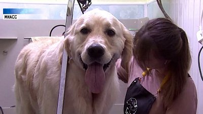 Как защитить домашнее животное от жары?