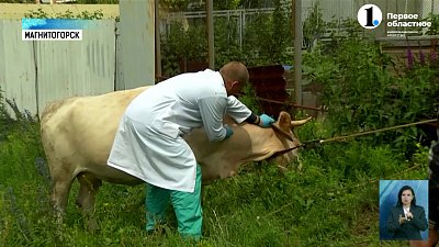 Продолжается вакцинация от сибирской язвы