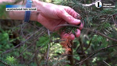 Короед убивает пихты Таганая