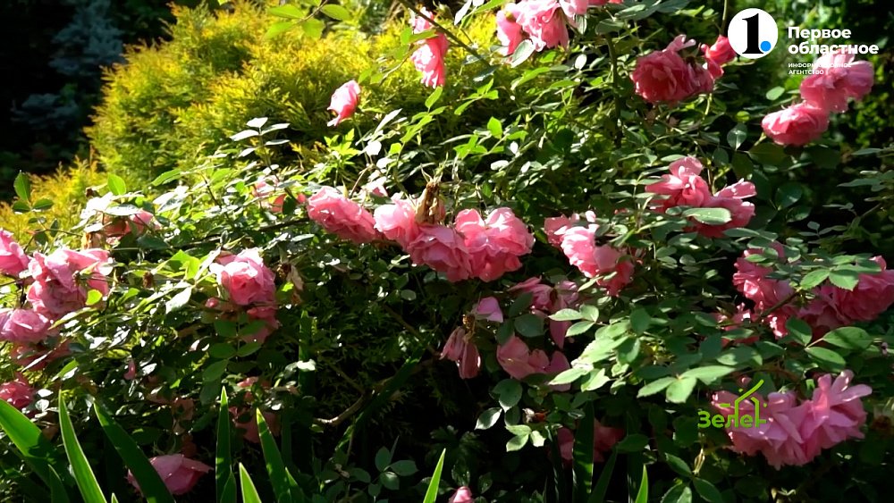 Розы, которые зимуют совсем без укрытия