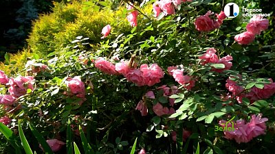 Розы, которые зимуют совсем без укрытия