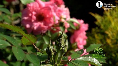 Агротехника роз канадской селекции