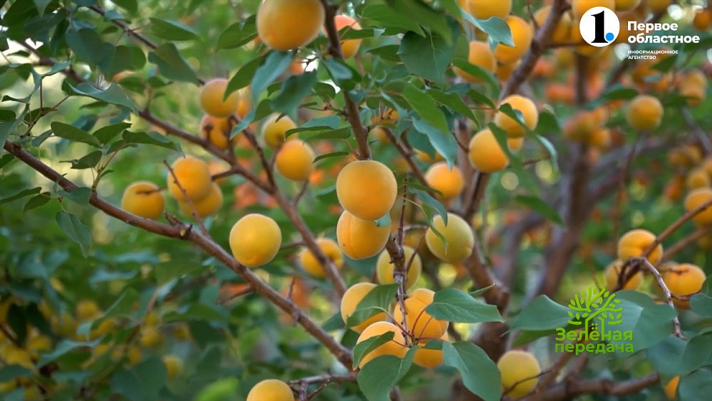 Плодовые растения в ландшафтном дизайне