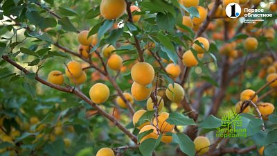 Плодовые растения в ландшафтном дизайне