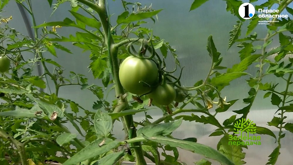 Пасынкуйте помидоры правильно