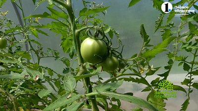 Пасынкуйте помидоры правильно