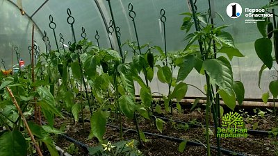 Перцы тоже нужно пасынковать