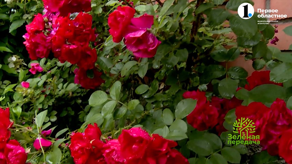 Неукрывные розы английской и немецкой селекции