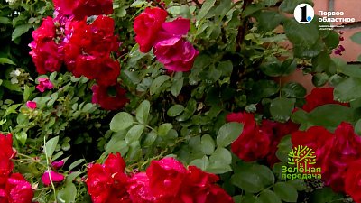 Неукрывные розы английской и немецкой селекции