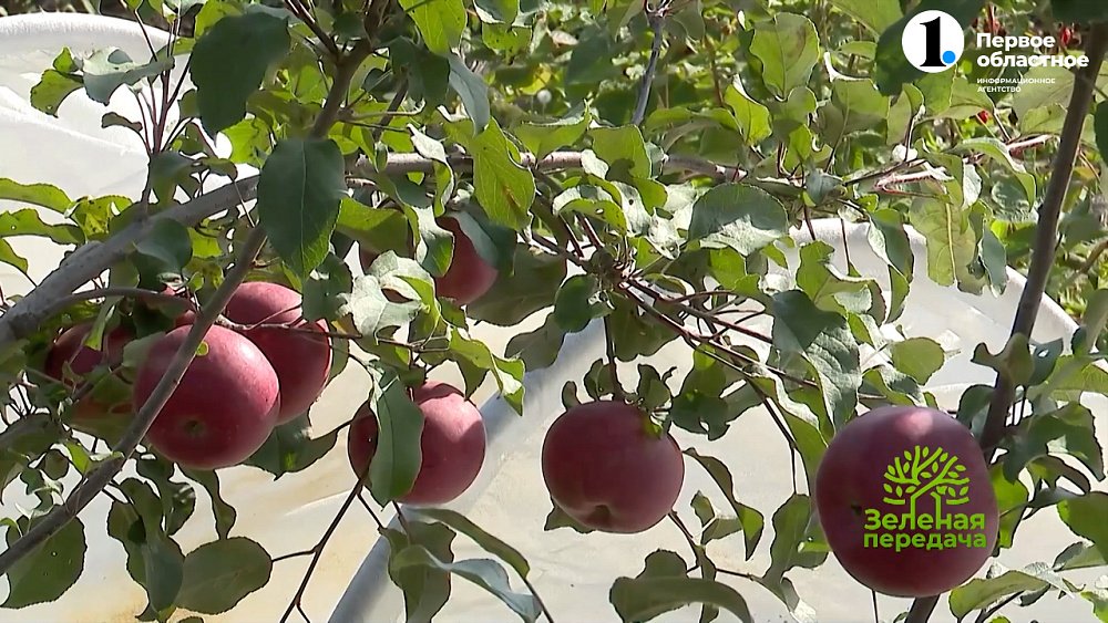 Необыкновенные подвои от уральских селекционеров