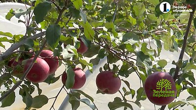 Необыкновенные подвои от уральских селекционеров