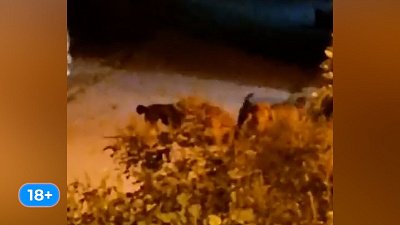 В Златоусте бродячие собаки растерзали кошку