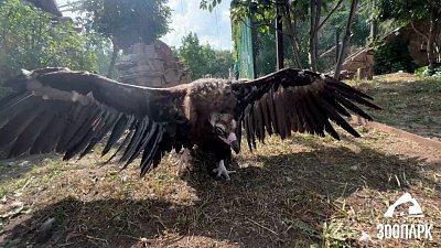 В Челябинском зоопарке искупали хищных птиц