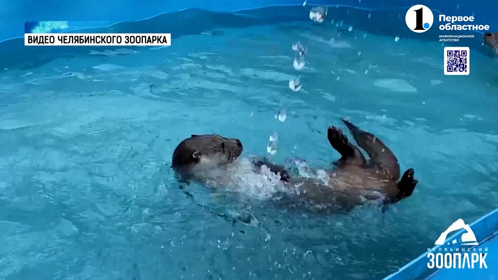 Как животные спасаются от жары?