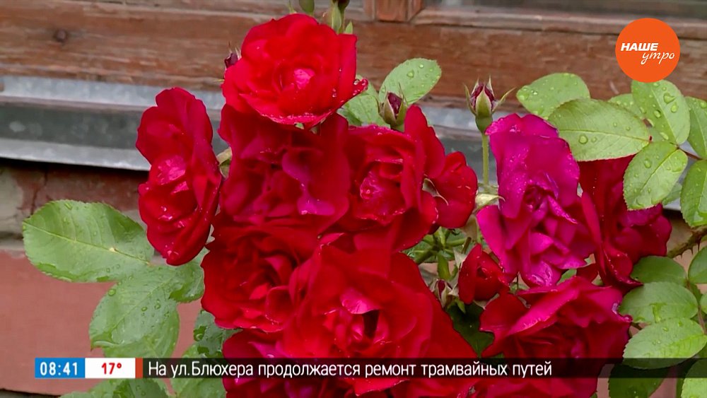 Розы, которые зимуют без укрытия, в рубрике «Руки садовода»