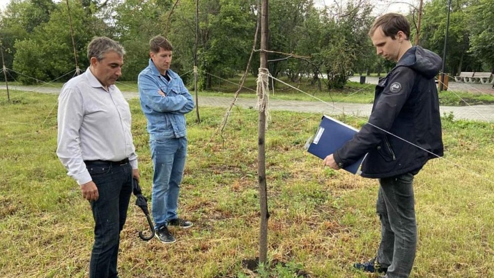 Большая часть высаженных в челябинском парке «Плодушка» деревьев погибла