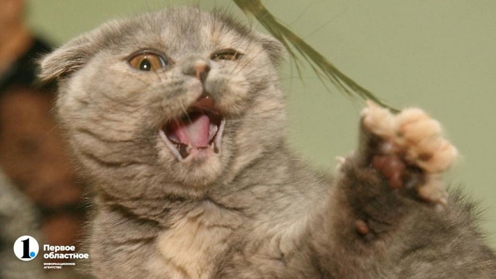 На северо-западе Челябинска открыли государственный ветеринарный кабинет