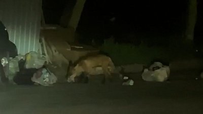 В Трехгорном лиса кормится на контейнерной площадке