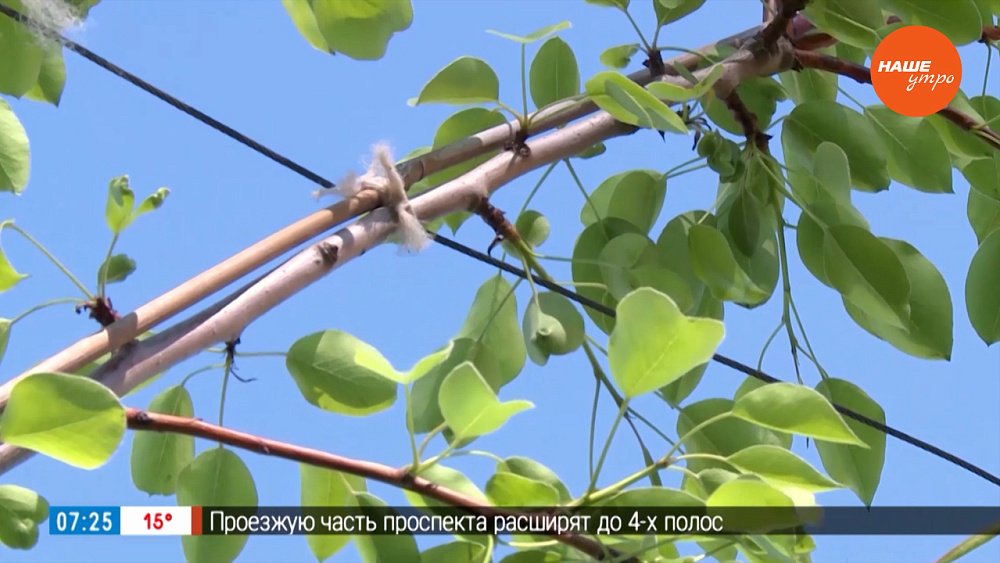 Съедобное растение. Не для вкуса, а для красоты в рубрике «Руки садовода»