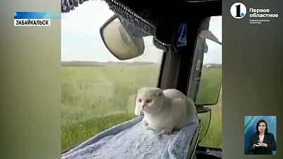 Дальнобойщик из Челябинска подобрал в Сибири глухую кошку и теперь ищет ей новый дом