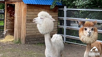 В Челябинском зоопарке альпака приняли душ