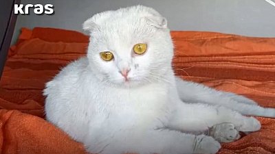 Дальнобойщик из Челябинска приютил кошку на трассе в Красноярском крае