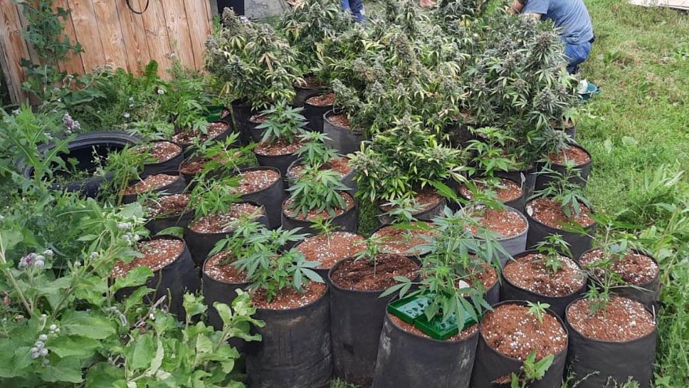 В Челябинске двоих мужчин задержали по подозрению в культивации конопли