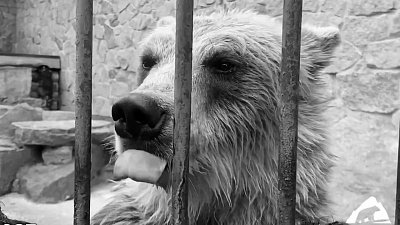 В Челябинском зоопарке рассказали о причине смерти медведицы